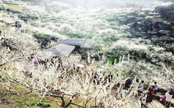 Top các địa điểm du lịch Tết Nguyên Đán 2025 hấp dẫn | Saigon Star Travel tour du lich moc chau 3 ngay 2 dem 10