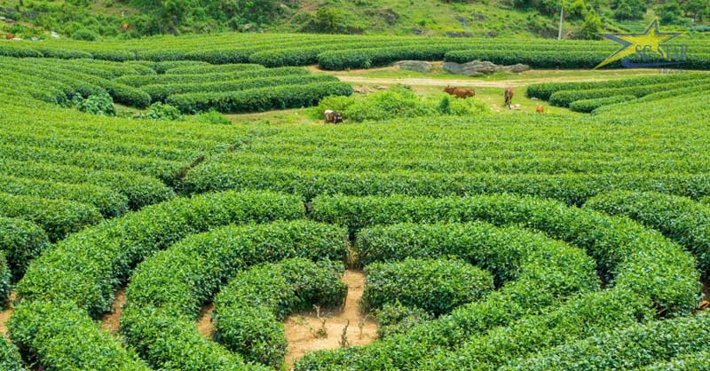 Tham quan đồi chè Trái Tim