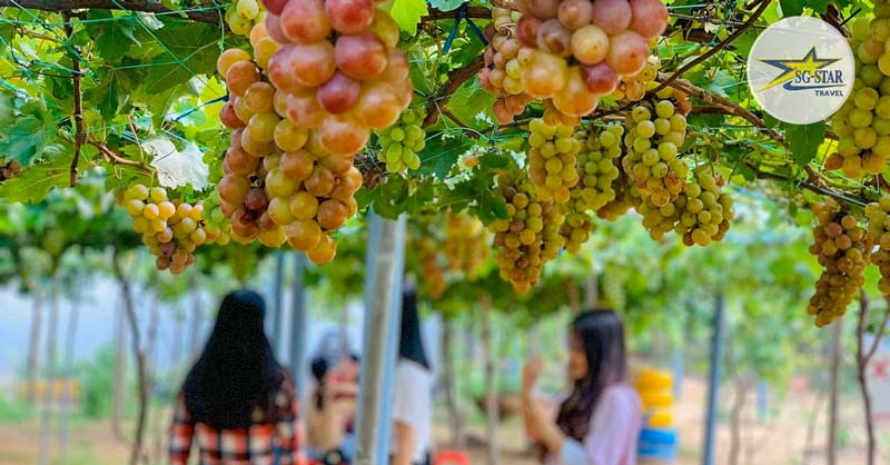 Tham quan Vườn Nho tại Phan Rang