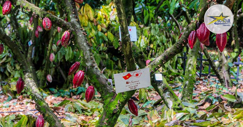 Tham quan Vườn Cacao - Tour đi Suối Mơ 1 Ngày