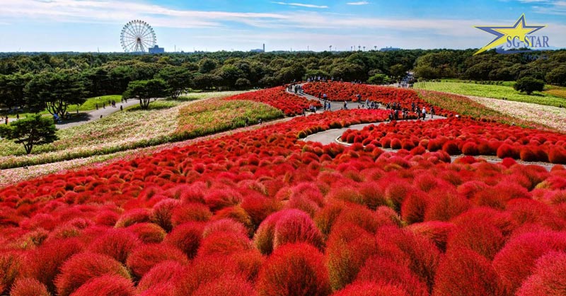 Tour Nhật Bản 4N4Đ - Narita – Tokyo – Yamanashi – Ibaraki | Saigon Star Travel Sắc đỏ tháng 10 của Đồi cỏ Kochia
