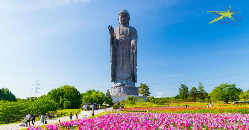 Tour Nhật Bản 4N4Đ - Narita – Tokyo – Yamanashi – Ibaraki | Saigon Star Travel Tượng phật A Di Đà (Ushiku Daibutsu) bên hoa Cosmos đầy sắc màu