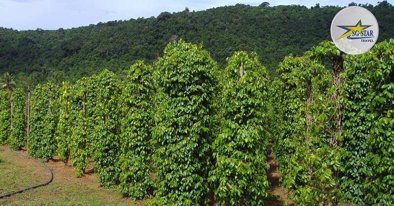 Chợ Đêm Dinh Cậu Phú Quốc - Thiên Đường Dành Cho Các Tín Đồ Ẩm Thực | Saigon Star Travel Hồ Tiêu Phú Quốc