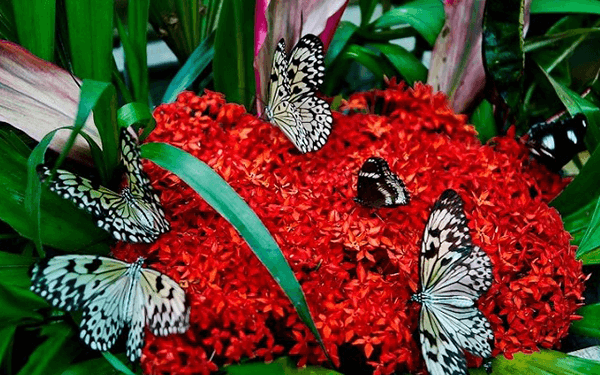 Tour Thái Lan 7 ngày 6 đêm khám phá nhiều hơn về xứ sở Chùa Vàng | Saigon Star Travel tour-thai-lan-7-ngay-6-dem-3