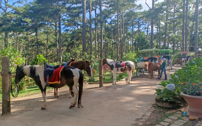 Tour Tham quan Dã Ngoại Đà Lạt - Thành Phố Ngàn Hoa - 3N2Đ | Saigon Star Travel tour tham quan da ngoai da lat thanh pho ngan hoa 3n2d 7