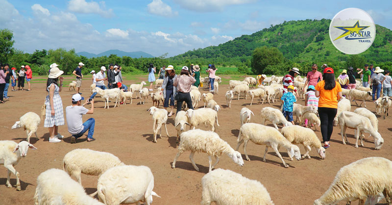 Nông Trại Cừu Vũng Tàu - Địa Điểm Check in Siêu Hot | Saigon Star Travel Tham quan Nông Trại Cừu