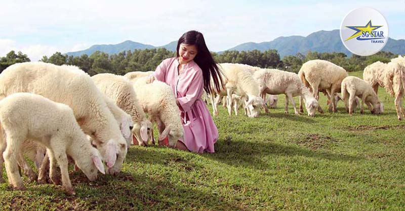 Nông Trại Cừu Vũng Tàu - Địa Điểm Check in Siêu Hot | Saigon Star Travel Tham quan Nông Trại Cừu – Tour Du Lịch Vũng Tàu 2 Ngày 1 Đêm