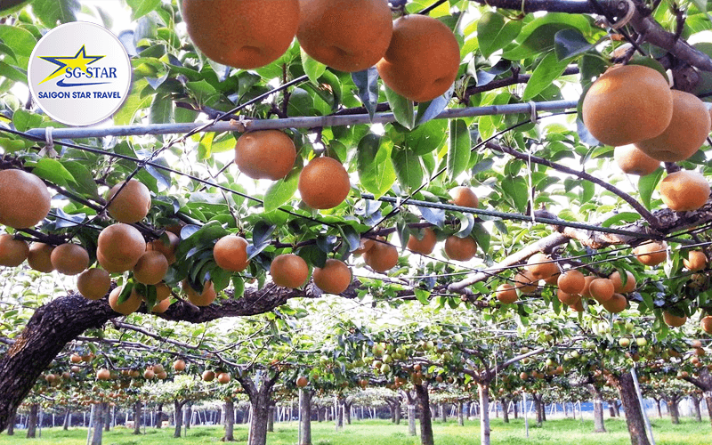 Tour Nhật Bản Cao Cấp 5 Ngày 4 Đêm - Tokyo - Hakone - Kyoto - Osaka | Saigon Star Travel tour-nhat-ban-cao-cap-5-ngay-4-dem-tokyo-hakone-kyoto-osaka-9