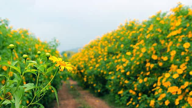 Trải nghiệm du lịch Tây Nguyên 3 ngày 2 đêm | Saigon Star Travel du lịch Tây Nguyên 3 ngày 2 đêm