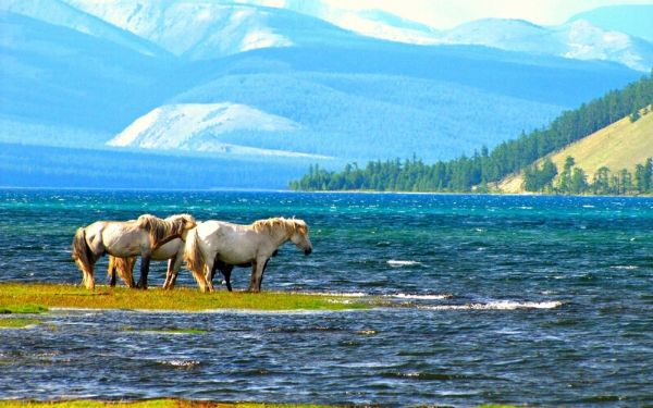 Trải nghiệm du lịch tour Mông Cổ hot nhất năm | Saigon Star Travel trai-nghiem-du-lich-tour-mong-co-hot-nhat-nam-4