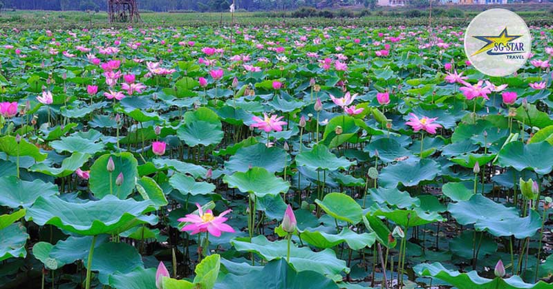 Trải nghiệm tại khu du lịch sinh thái Đồng Tháp Mười tại Long An