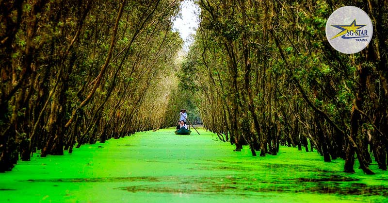 Khám Phá Cảnh Sông Nước Miền Tây Thơ Mộng Trữ Tình | Saigon Star Travel Rừng tràm Trà Sư là địa điểm du lịch mà du khách không nên bỏ qua