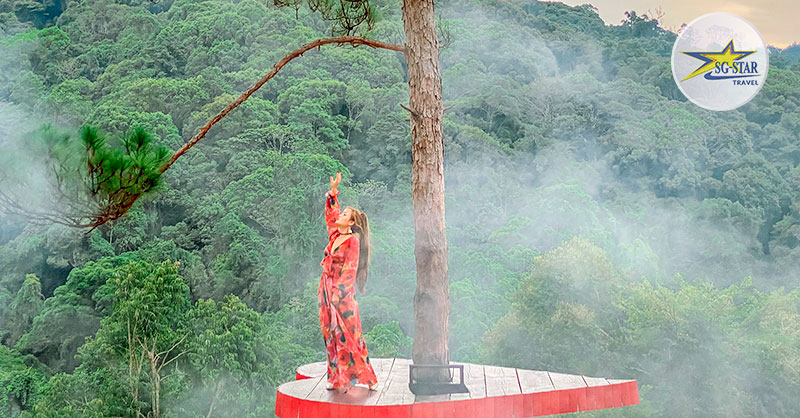 Tất tần tật về kinh nghiệm du lịch Tết Đà Lạt 2025 | Saigon Star Travel Cây thông cô đơn là biểu tượng của Hoa Sơn Điền Trang