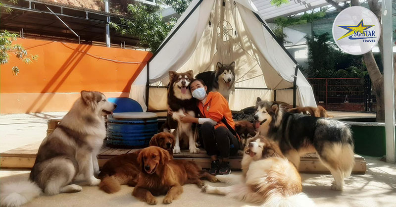 Vé Puppy Farm - Nông Trại Cún | Saigon Star Travel Một địa điểm không thể bỏ qua khi tham quan Đà Lạt