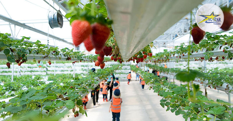 Vé Puppy Farm - Nông Trại Cún | Saigon Star Travel Vườn dâu tây công nghệ cao