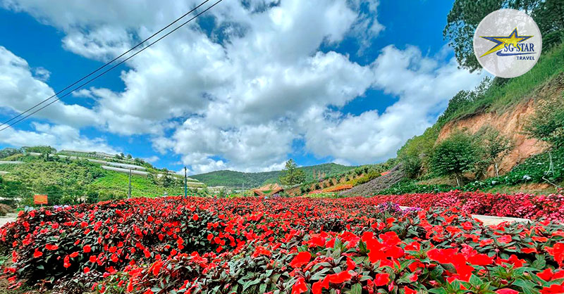 Vé Puppy Farm - Nông Trại Cún | Saigon Star Travel Địa điểm check-in nổi tiếng tại Đà Lạt