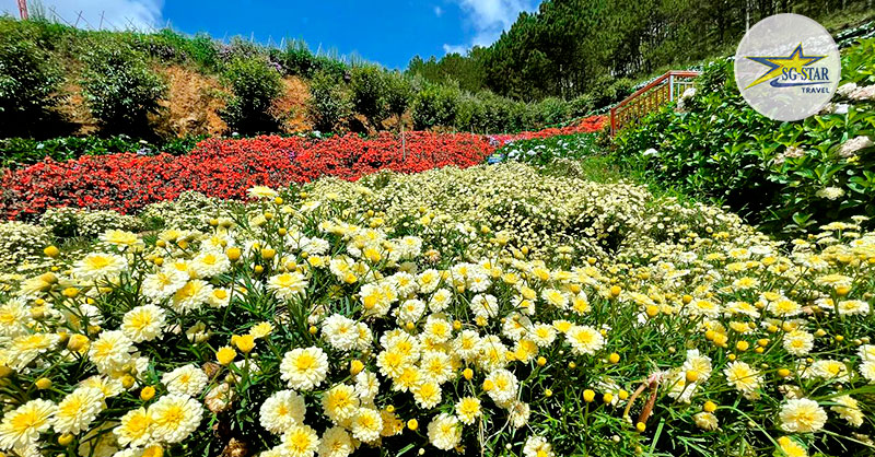 Vé Puppy Farm - Nông Trại Cún | Saigon Star Travel Ngoài các nhân vật chính là cún thì vườn hoa cũng là điểm nhấn thú vị