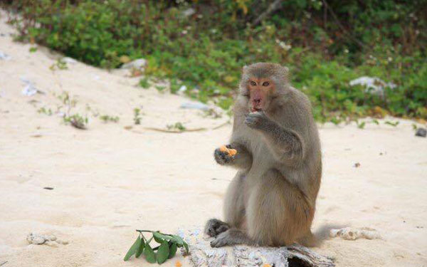 Vịnh Lan Hạ Hải Phòng- Vịnh Hạ Long thứ hai Việt Nam | Saigon Star Travel vinh-lan-ha-hai-phong-54161-6