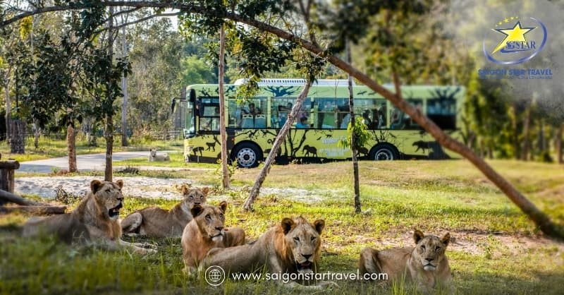 Review khu nghỉ dưỡng Vinpearl Phú Quốc mới nhất 2024 | Saigon Star Travel Vinpearl Safari Phú Quốc