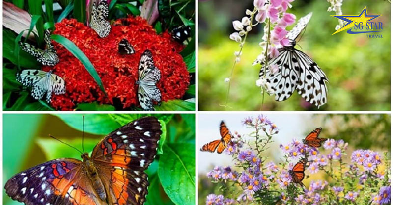 Vườn bướm Thái Lan Butterfly Garden - Địa Điểm Du Lịch Không Thể Bỏ Qua | Saigon Star Travel vườn bướm Thái Lan Pattaya