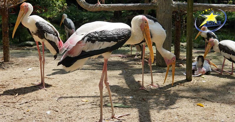 Thác Yang Bay Nha Trang – Điểm Đến Lý Tưởng Trong Dịp Hè 2023 | Saigon Star Travel Những chú chim ở Yang Bay luôn thân thiện mỗi khi du khách ghé ngang