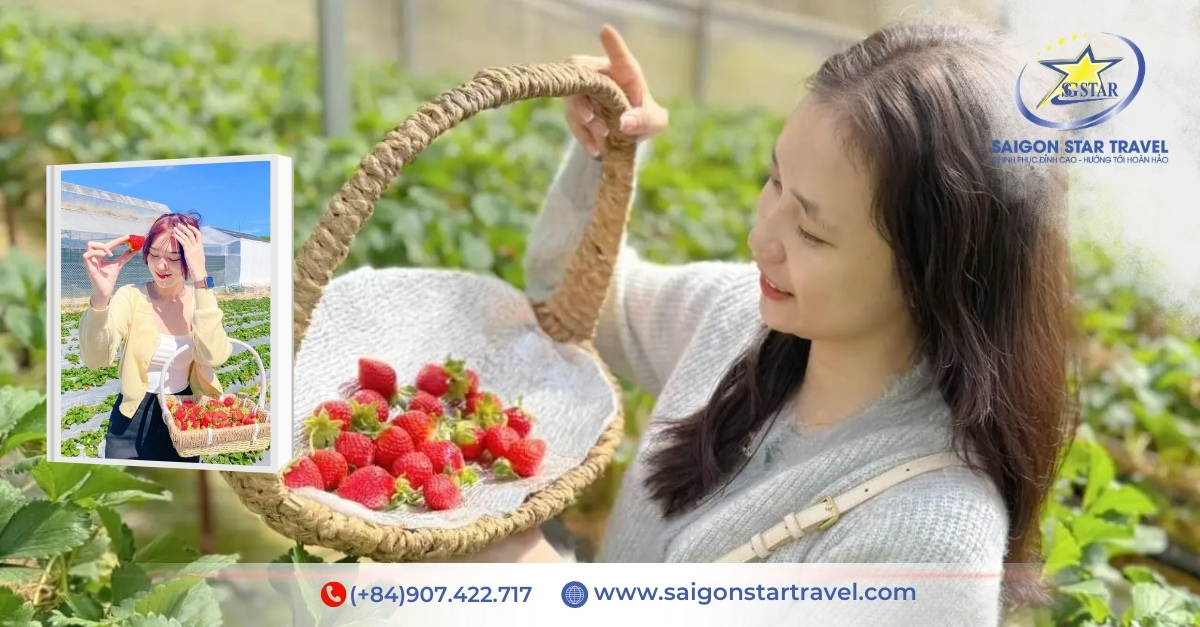 Vườn dâu tây - điểm dừng chân nhẹ nhàng cho Quý khách mua quà khi đi tour đà lạt 4 ngày 3 đêm