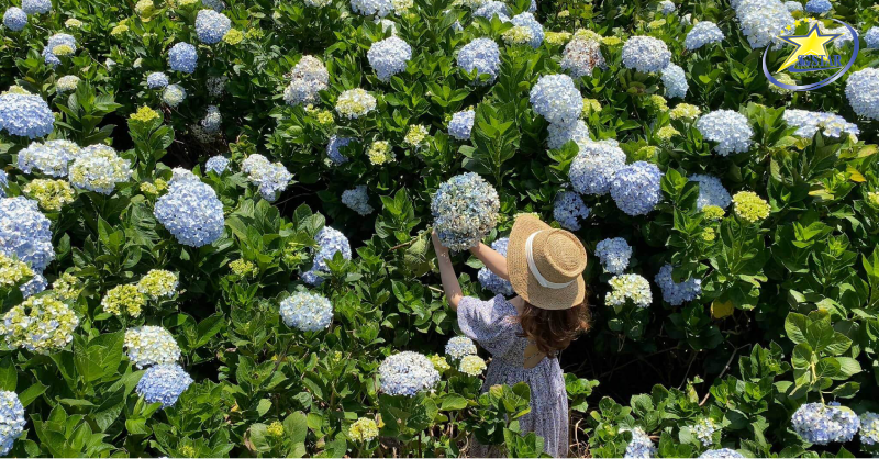 Tour Đà Lạt Lễ 2/9 - Bao trọn gói – 3N3Đ | Saigon Star Travel Vườn hoa Cẩm Tú Cầu Đà Lạt Trại Mát