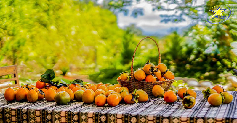 Mê Mẩn Vườn Hồng Đà Lạt - Địa điểm checkin mới lạ | Saigon Star Travel Vườn hồng Mộc Trà Farm Đà Lạt