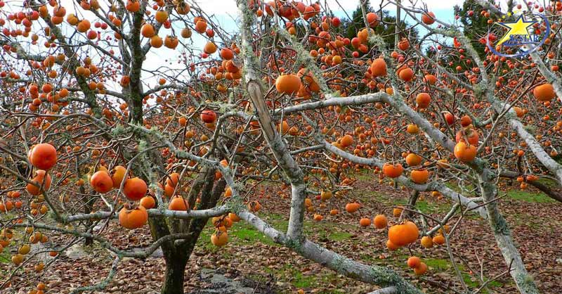 Mê Mẩn Vườn Hồng Đà Lạt - Địa điểm checkin mới lạ | Saigon Star Travel Vườn hồng Thái Long Đà Lạt