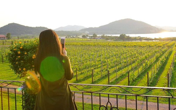 Vườn nho Silver Lake - Khám phá trời Âu trên đất nước Thái Lan | Saigon Star Travel Khám phá vườn nho