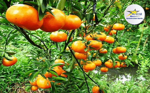 Vườn quýt Lai Vung địa điểm du lịch thú vị tại Đồng Tháp | Saigon Star Travel vuon-quyt-lai-vung-dia-diem-du-lich-thu-vi-tai-dong-thap-1