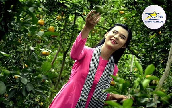 Vườn quýt Lai Vung địa điểm du lịch thú vị tại Đồng Tháp | Saigon Star Travel vuon-quyt-lai-vung-dia-diem-du-lich-thu-vi-tai-dong-thap-3