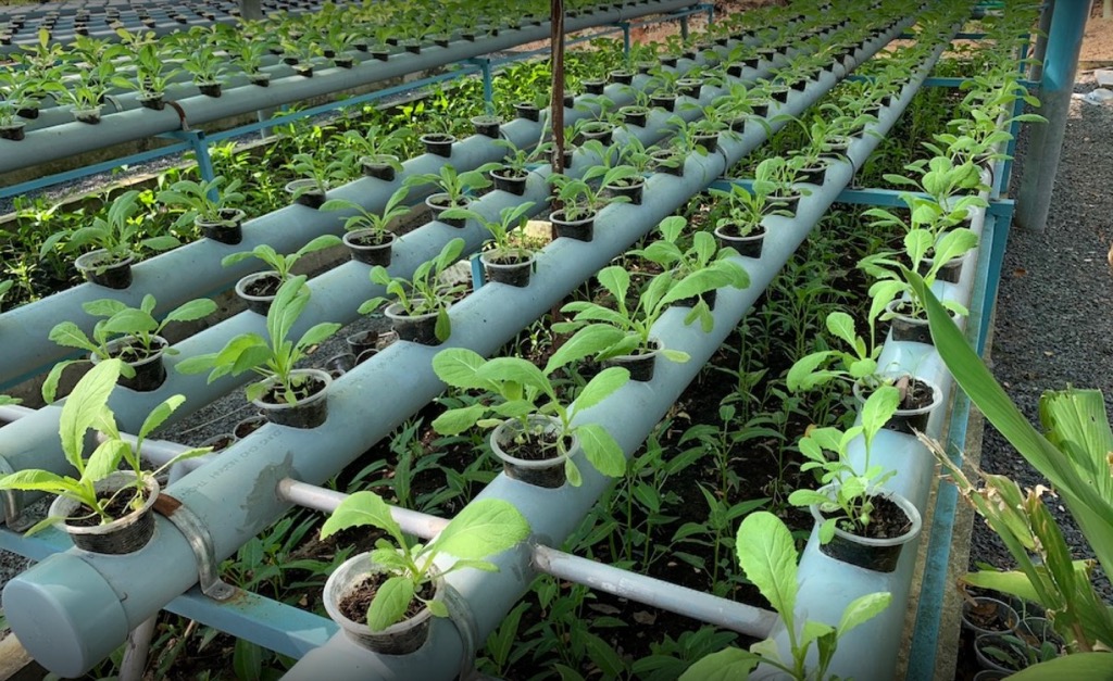 Hướng dẫn đường đi và trải nghiệm khu du lịch BCR quận 9 | Saigon Star Travel vuon rau the bcr