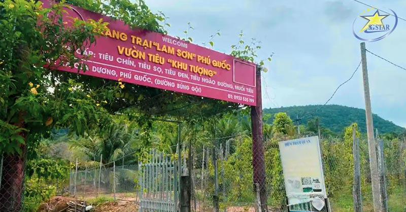 Check-in 4 vườn tiêu Phú Quốc được nhiều khách du lịch "săn đón" | Saigon Star Travel Vườn tiêu Khu Tượng Phú Quốc