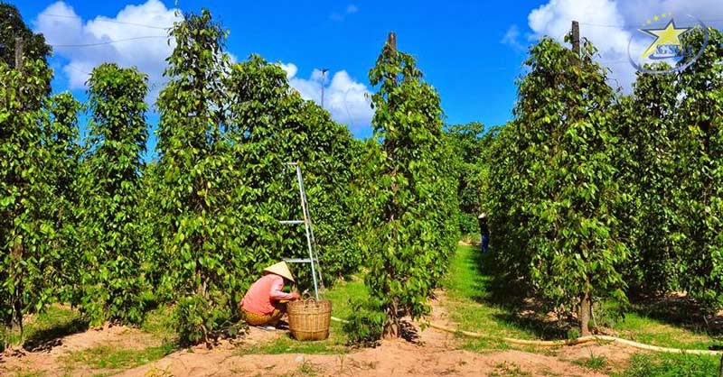 Check-in 4 vườn tiêu Phú Quốc được nhiều khách du lịch "săn đón" | Saigon Star Travel Vườn tiêu Suối Đá Phú Quốc