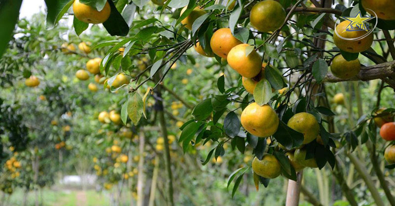 Tham quan vườn trái cây Cái Mơn