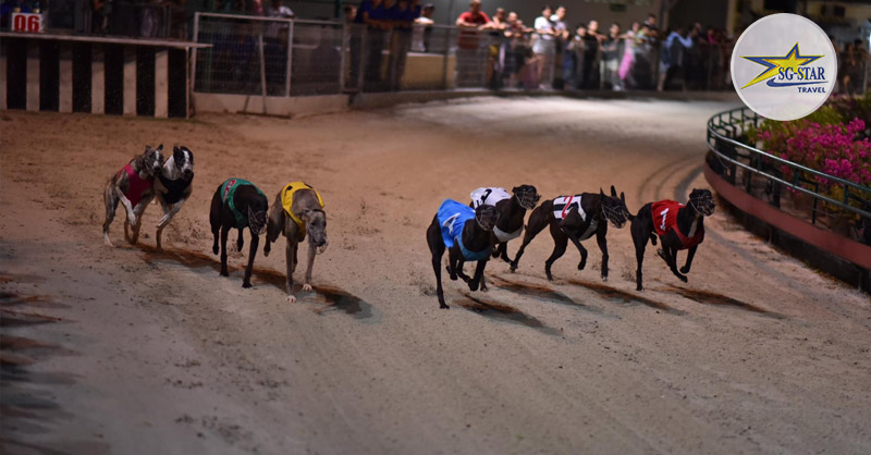 30/4 Ở Vũng Tàu Có Gì Vui? Nên Đi Chơi Ở Đâu Vũng Tàu? | Saigon Star Travel Xem đua Chó tại Trường Đua Lam Sơn