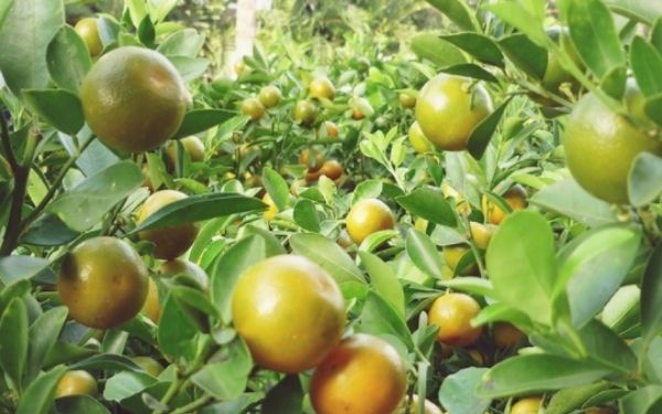 "Xõa hết mình" tại khu du lịch Phú An Khang | Saigon Star Travel xoa het minh tai khu du lich phu an khang 6