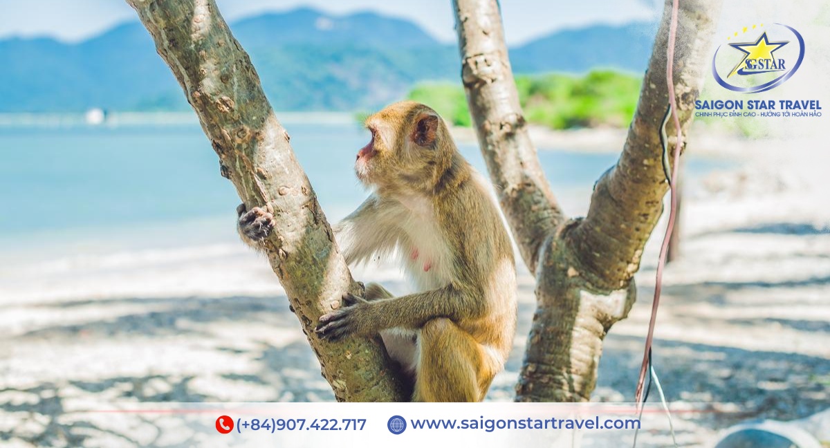 Tour Đảo Khỉ Suối Hoa Lan 1 Ngày Trọn Gói | Đón Tại Trung Tâm Nha Trang | Khám Phá Vịnh Nha Phu