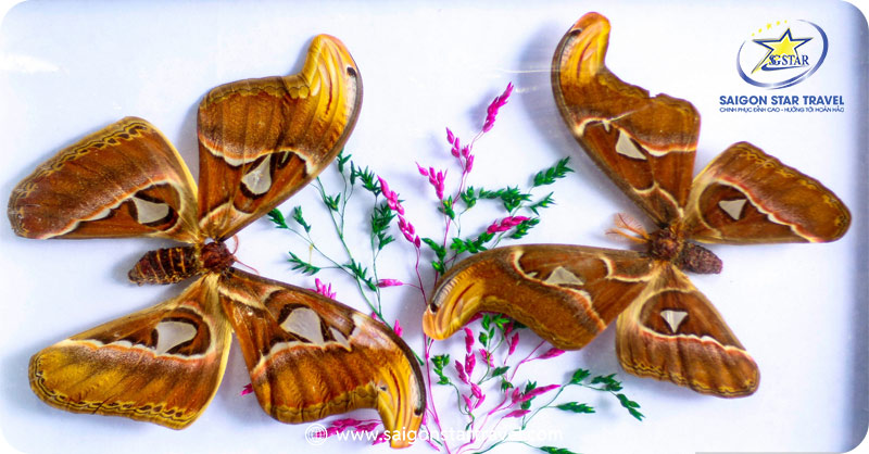 Tham quan trại Cacao trong Tour Bảo Lộc 2 ngày 2 đêm