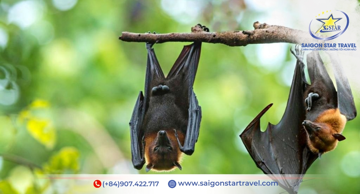 Đầm Dơi - Tour Vàm Sát Cần Giờ 1 ngày