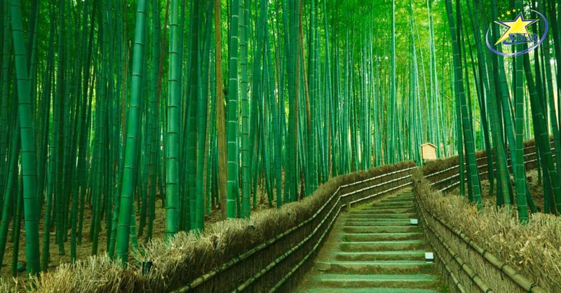 Tour du lịch Nhật Bản 5N5Đ - Osaka- Kyoto - Núi Phú Sĩ - Tokyo
