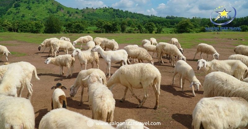Tour Team Building Long Hải 1 Ngày - Biển Xanh – Trò Chơi Sôi Nổi