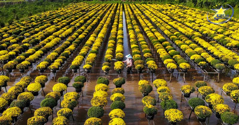 Tour Tết Âm Lịch Đồng Tháp 1 Ngày | Du xuân Làng Hoa Sa Đéc & Vườn Quýt Lai Vung