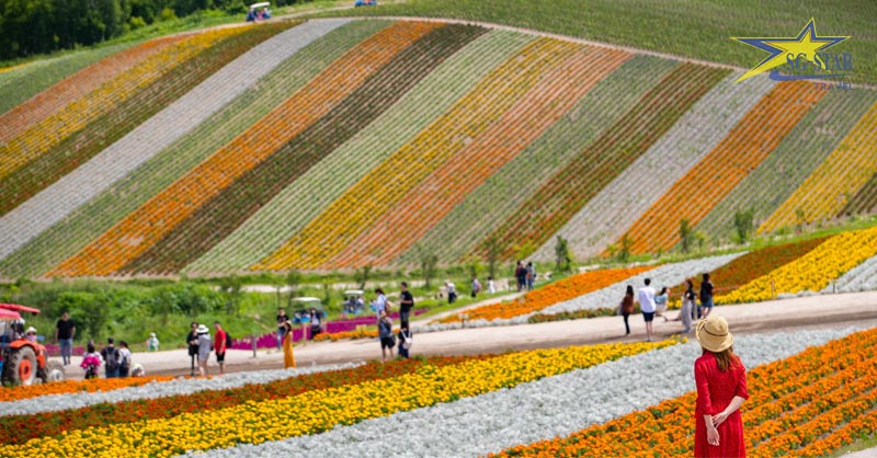 Tour Du Lịch Nhật Bản 6 Ngày 6 Đêm