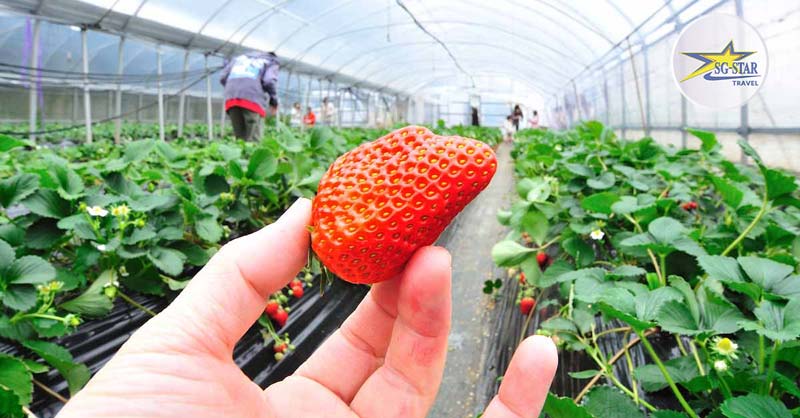 Tour Du Lịch Đà Lạt 4 Ngày 3 Đêm Mới Nhất