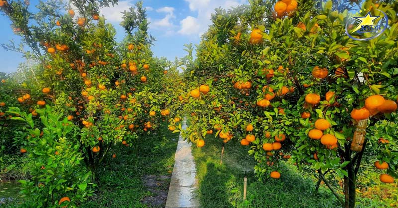 Tour Tết Âm Lịch Đồng Tháp 1 Ngày | Du xuân Làng Hoa Sa Đéc & Vườn Quýt Lai Vung