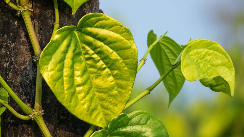 Ăn trầu có tác dụng gì? Một số lưu ý khi sử dụng lá trầu không