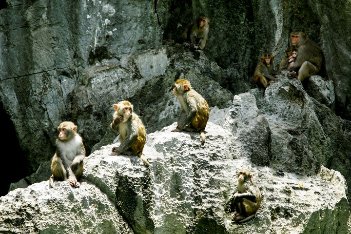 Halong - Cat Ba - Monkey Island - Viet Hai 3-Day Tour