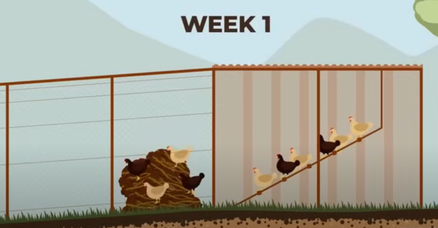 Cách đưa con gà vào quy trình sản xuất phân xanh